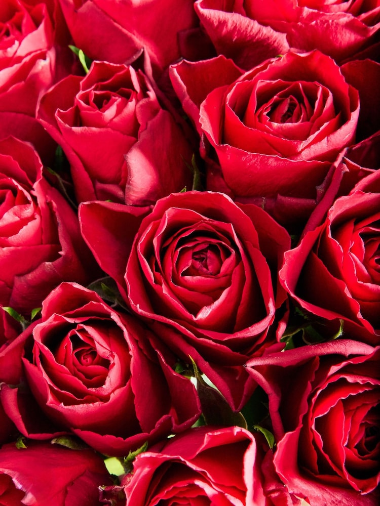 Red Valentine's 24 Roses Fresh Flower Bouquet - Image 4 of 4