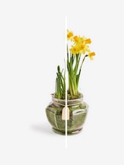 Yellow Narcissi Real Plant in Glass Pot - Image 2 of 5