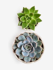 Green Succulent Duo Real Plant in Ceramic Pot - Image 4 of 4