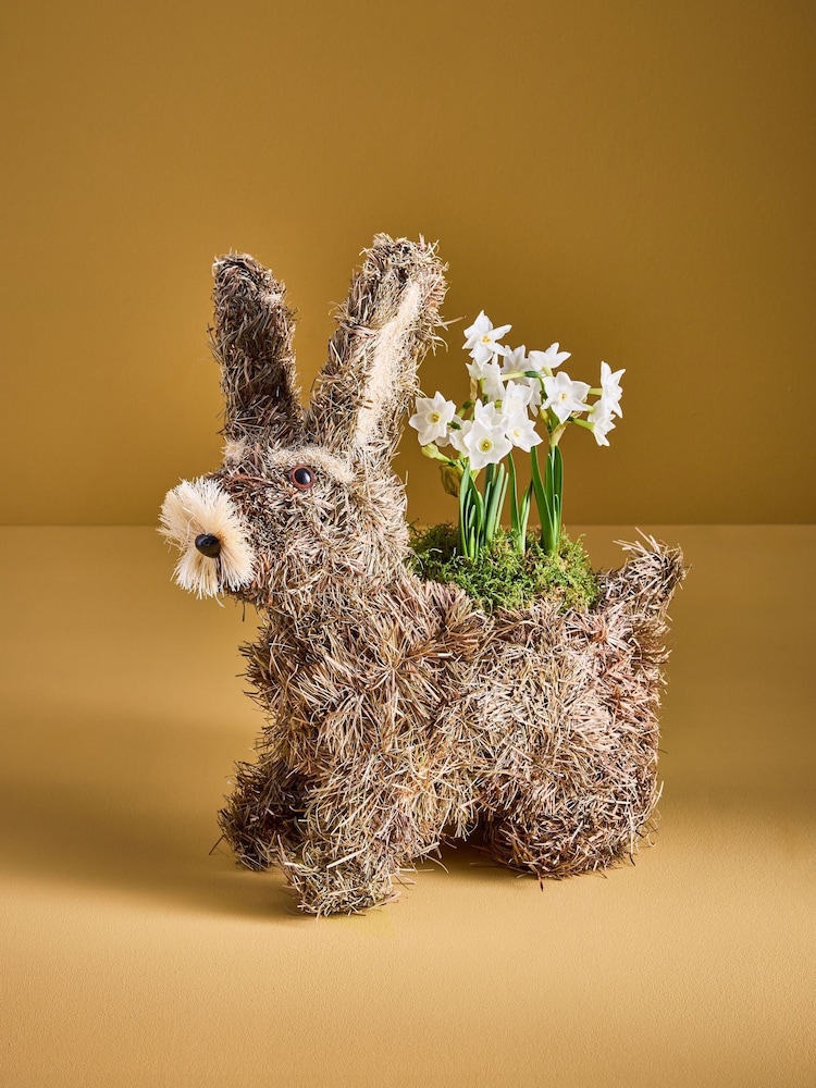 White Narcissi Real Plant in Bunny Planter - Image 1 of 6 White Narcissi Real Plant in Bunny Planter - Image 1 of 6