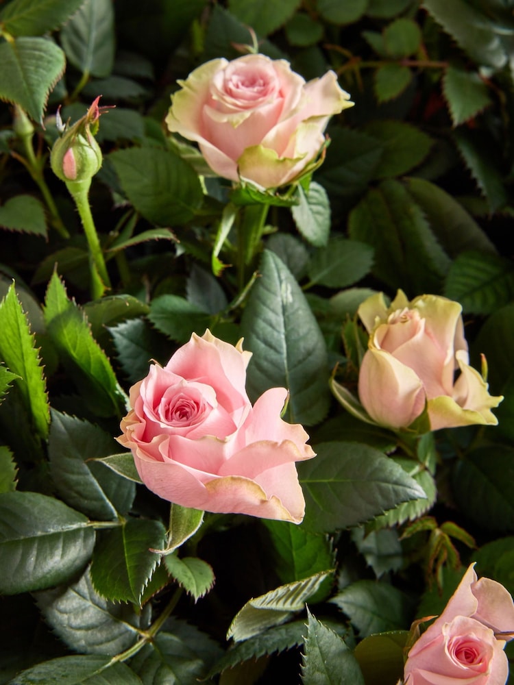 Pink Mothers Day Rose Gift Wrapped Real Plant - Image 2 of 3