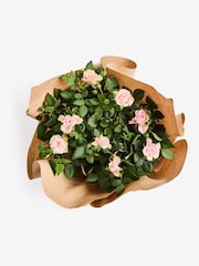 Pink Mothers Day Rose Gift Wrapped Real Plant - Image 3 of 3