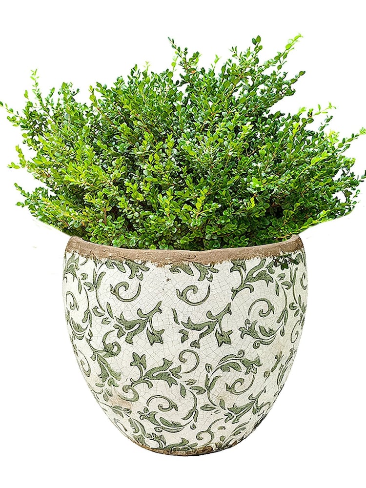 Dibor Green Botanical Plant Pot - Image 2 of 6