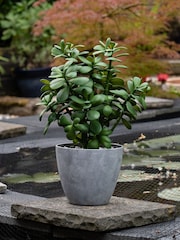 Scottish Everlastings Ltd Green Faux Jade Plant in Pot - Image 1 of 4