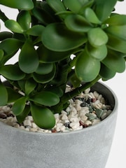 Scottish Everlastings Ltd Green Faux Jade Plant in Pot - Image 2 of 4