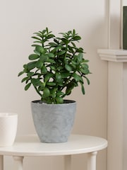 Scottish Everlastings Ltd Green Faux Jade Plant in Pot - Image 3 of 4
