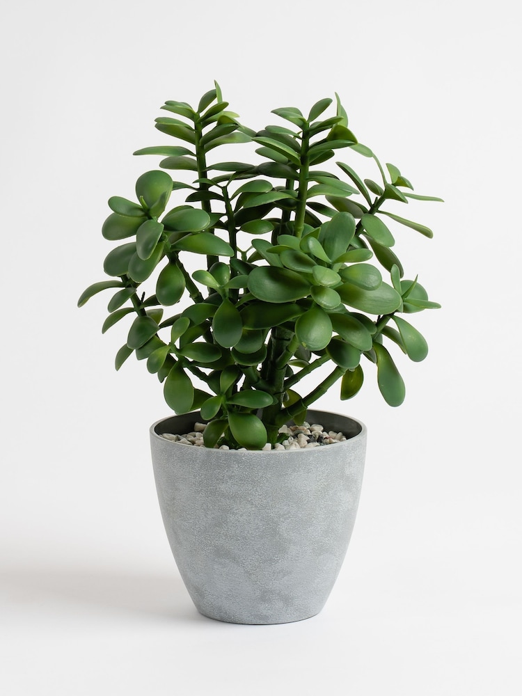 Scottish Everlastings Ltd Green Faux Jade Plant in Pot - Image 4 of 4 Scottish Everlastings Ltd Green Faux Jade Plant in Pot - Image 4 of 4