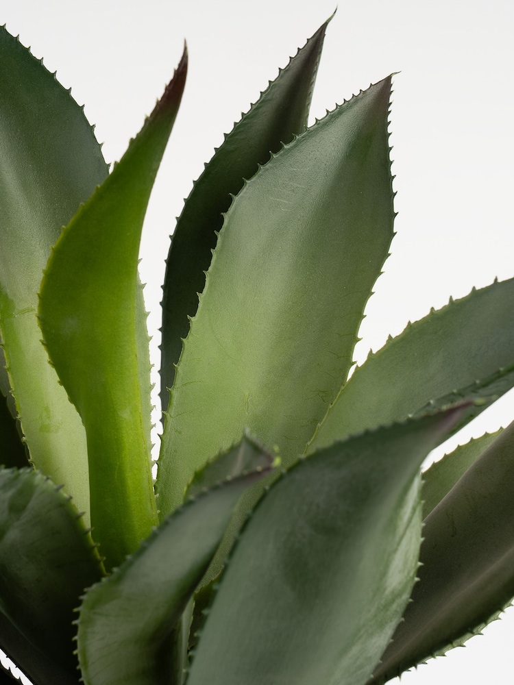 Scottish Everlastings Ltd Green Oversized Artificial Agave - Image 3 of 3