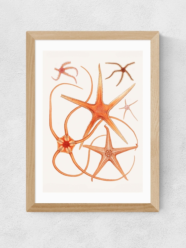 East End Prints Oak Vintage Starfish 2 Wall Art Print by Oh Fine - Image 2 of 2 East End Prints Oak Vintage Starfish 2 Wall Art Print by Oh Fine - Image 2 of 2