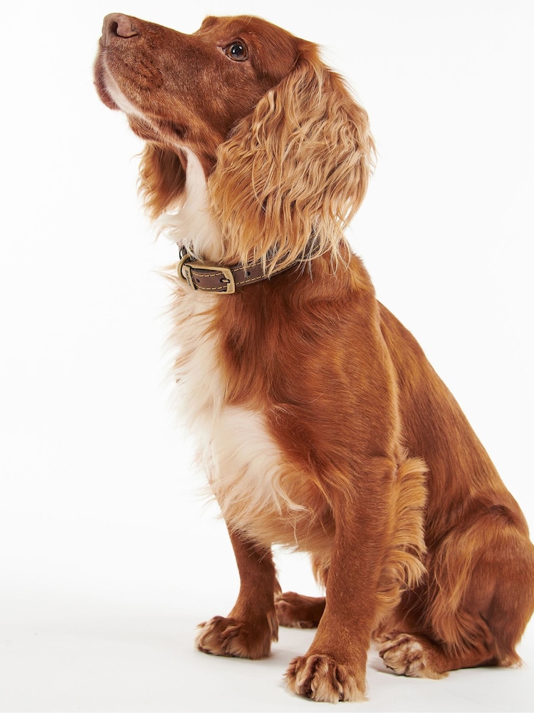 Barbour® Brown Leather Dog Collar - Image 1 of 6 Barbour® Brown Leather Dog Collar - Image 1 of 6