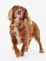 Barbour® Brown Leather Dog Collar - Image 4 of 6