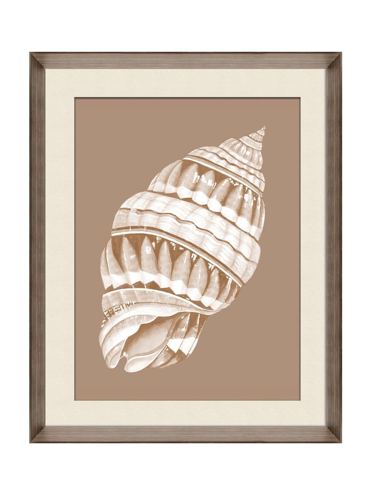 Brookpace Lascelles Beige/Brown Shell VI' Wall Art in Deep Frame - Image 1 of 4