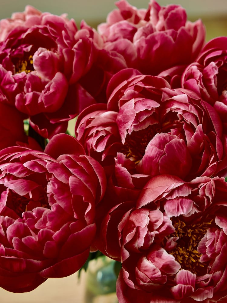 Red Peonies 10 Stem Flower Letterbox Bouquet - Image 2 of 4