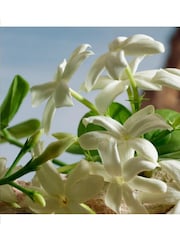 Dolce & Gabbana Cream Q Parfum 50ml - Image 6 of 7
