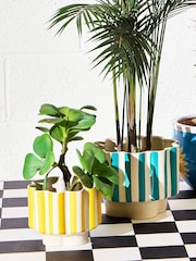 Oliver Bonas Yellow Joya Scalloped Stripe Medium Plant Pot - Image 1 of 6