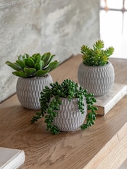 Gallery Home Set of 3 Natural Faux Small Succulents in Ceramic pots - Image 1 of 5
