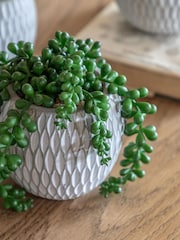 Gallery Home Set of 3 Natural Faux Small Succulents in Ceramic pots - Image 2 of 5