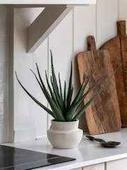 Gallery Home Natural Faux Aloe Vera in Ceramic Pot - Image 1 of 5