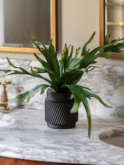 Gallery Home Multicoloured Faux Platycerium in Ceramic Pot - Image 1 of 3