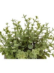 Gallery Home Set of 2 Natural Faux Potted Rosemary Plants - Image 3 of 4