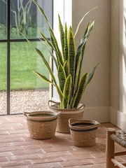Gallery Home Green Faux Potted Sansevieria Plant 4ft - Image 1 of 5