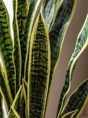 Gallery Home Green Faux Potted Sansevieria Plant 4ft - Image 2 of 5