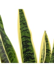 Gallery Home Green Faux Potted Sansevieria Plant 4ft - Image 4 of 5