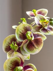 Gallery Home Multi Faux Orchid in Ceramic Dot Pot - Image 2 of 6