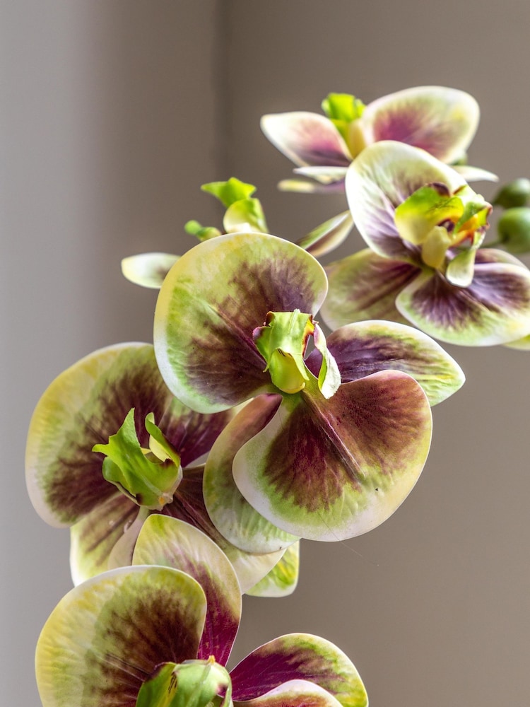 Gallery Home Multi Faux Orchid in Ceramic Dot Pot - Image 2 of 6