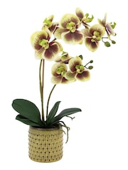 Gallery Home Multi Faux Orchid in Ceramic Dot Pot - Image 4 of 6