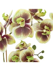 Gallery Home Multi Faux Orchid in Ceramic Dot Pot - Image 5 of 6