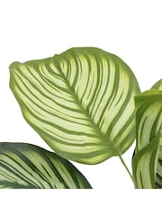Gallery Home Green Small Faux Potted Calathea Leaf Tree - Image 5 of 6