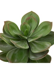 Gallery Home Black Faux Potted Succulent in Ribbed Ceramic Pot - Image 5 of 5