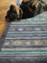 Hug Rug Brown Pet 80 Cotton Washable Doormat Runner - Image 5 of 5