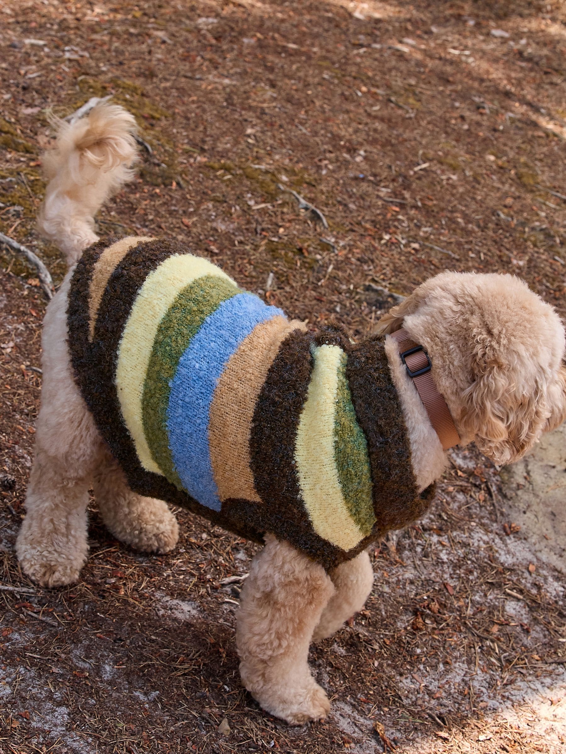 Buy Multi Stripe Boucle Knitted Dog Jumper With Wool from Next USA