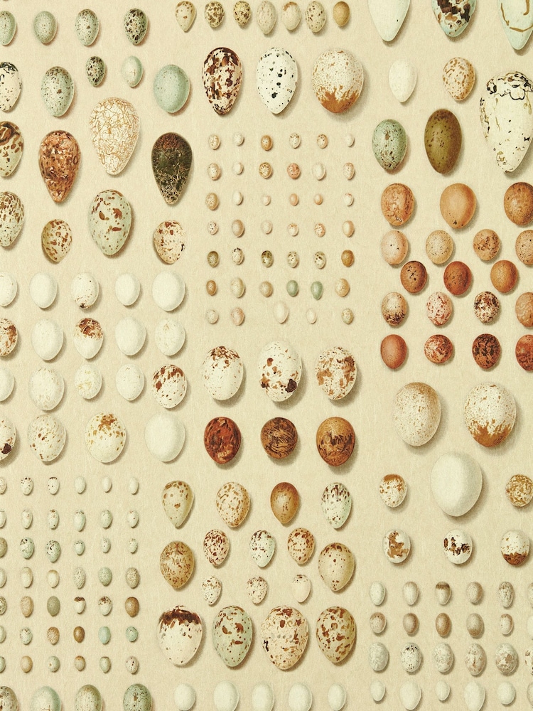 Sanderson Silkie X Giles Oology Portal Deacon Wallpaper - Image 1 of 1