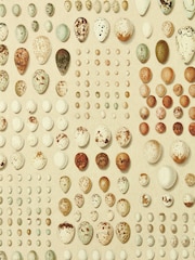 Sanderson Silkie Oology Portal Wallpaper Sample - Image 1 of 1