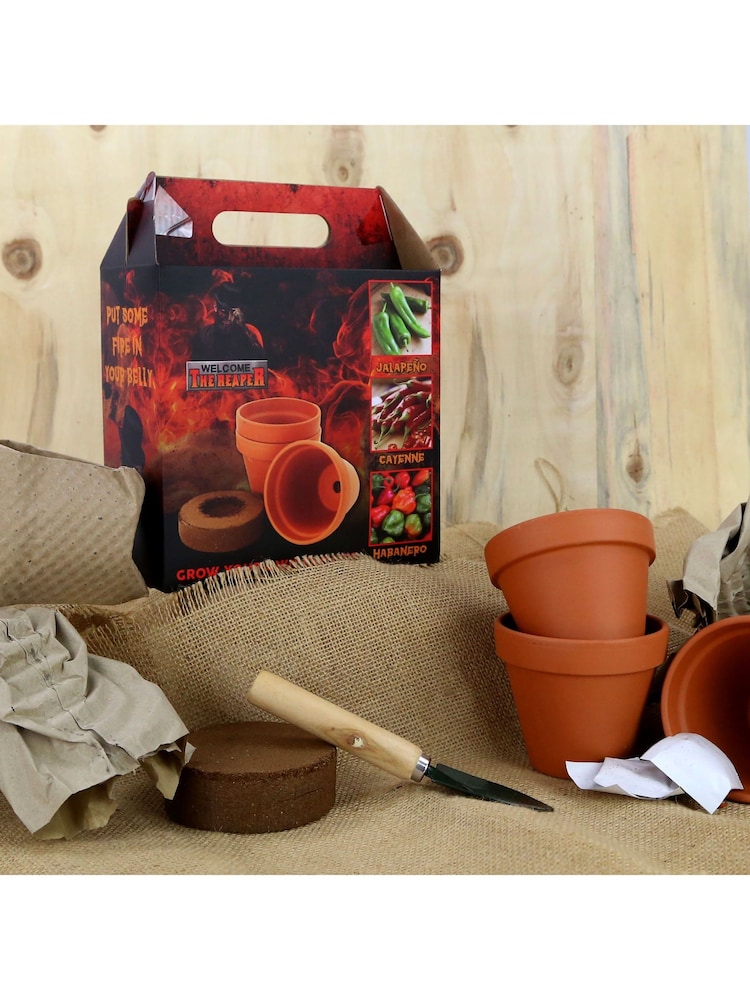 Kimm & Miller Grow Your Own Chilli Gift Set - Image 4 of 4