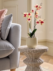 Artificial Orchid In Ceramic Cream Pot - Imagem 1 de 4