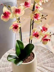 Artificial Orchid In Ceramic Cream Pot - Imagem 2 de 4