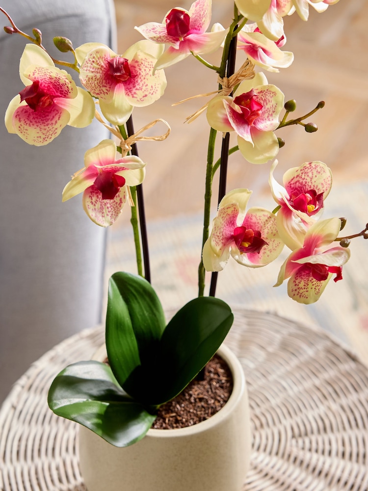 Artificial Orchid In Ceramic Cream Pot - Imagem 2 de 4