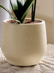 Artificial Orchid In Ceramic Cream Pot - Imagem 3 de 4