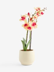 Artificial Orchid In Ceramic Cream Pot - Imagem 4 de 4