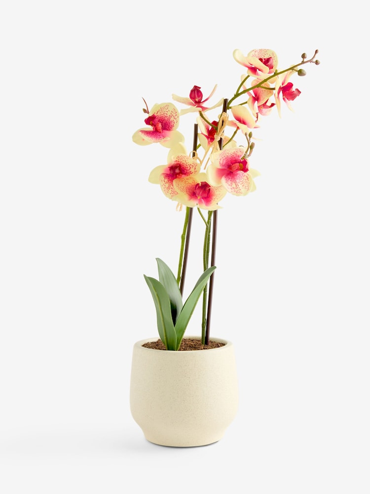 Artificial Orchid In Ceramic Cream Pot - Imagem 4 de 4