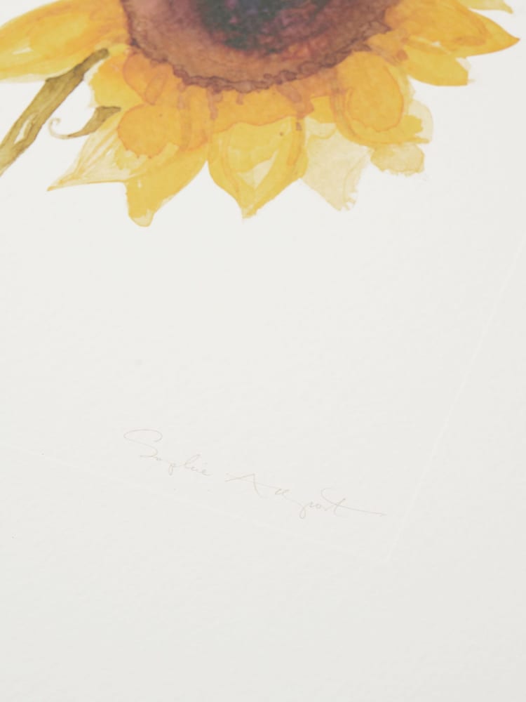 Sophie Allport Off White Multi Sunflower Print Wall Art - Image 3 of 3