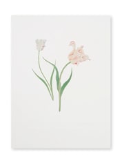 Sophie Allport Off White Tulips Print Artwork - Image 3 of 3
