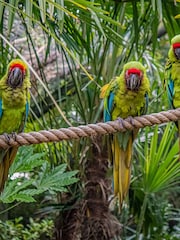 Virgin Experience Days Family Visit to Chester Zoo for Two Adults and Two Children - Image 1 of 2