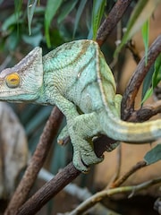 Virgin Experience Days Family Visit to Chester Zoo for Two Adults and Two Children - Image 2 of 2