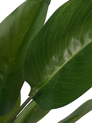Libra Interiors Green Faux Non Flowering Bird of Paradise 70cm - Image 5 of 6