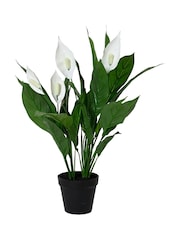 Decoris Artificial Peace Lily - Image 2 of 2
